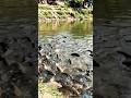 गांव के तालाब में मिला विशालकाय मछली का झुंड 🐟#fishing #fish #fishingvideo #wildlife #aifish #shorts