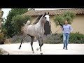 Arabian horse magazine d seraj