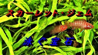 スカーレット ジェムの魅力 泳ぐ宝石 と呼ばれる熱帯魚 Youtube スカーレット ジェムの魅力 泳ぐ宝石 と呼ばれる熱帯魚 Youtube