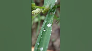 Pure Nature ASMR: Hypnotic Macro Water Drops 💧 #Shorts