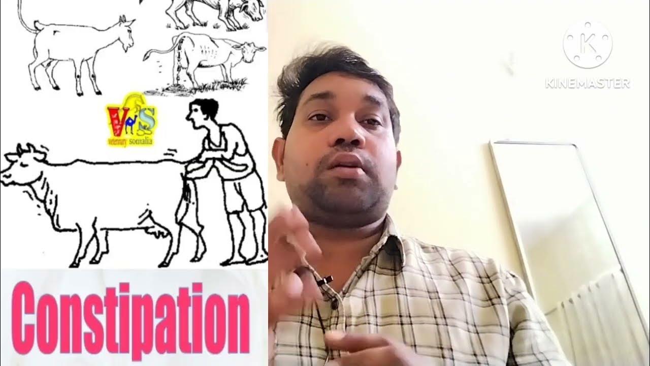 constipation-in-cattle-treatment