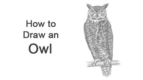 How to Draw an Owl (Great Horned Owl)