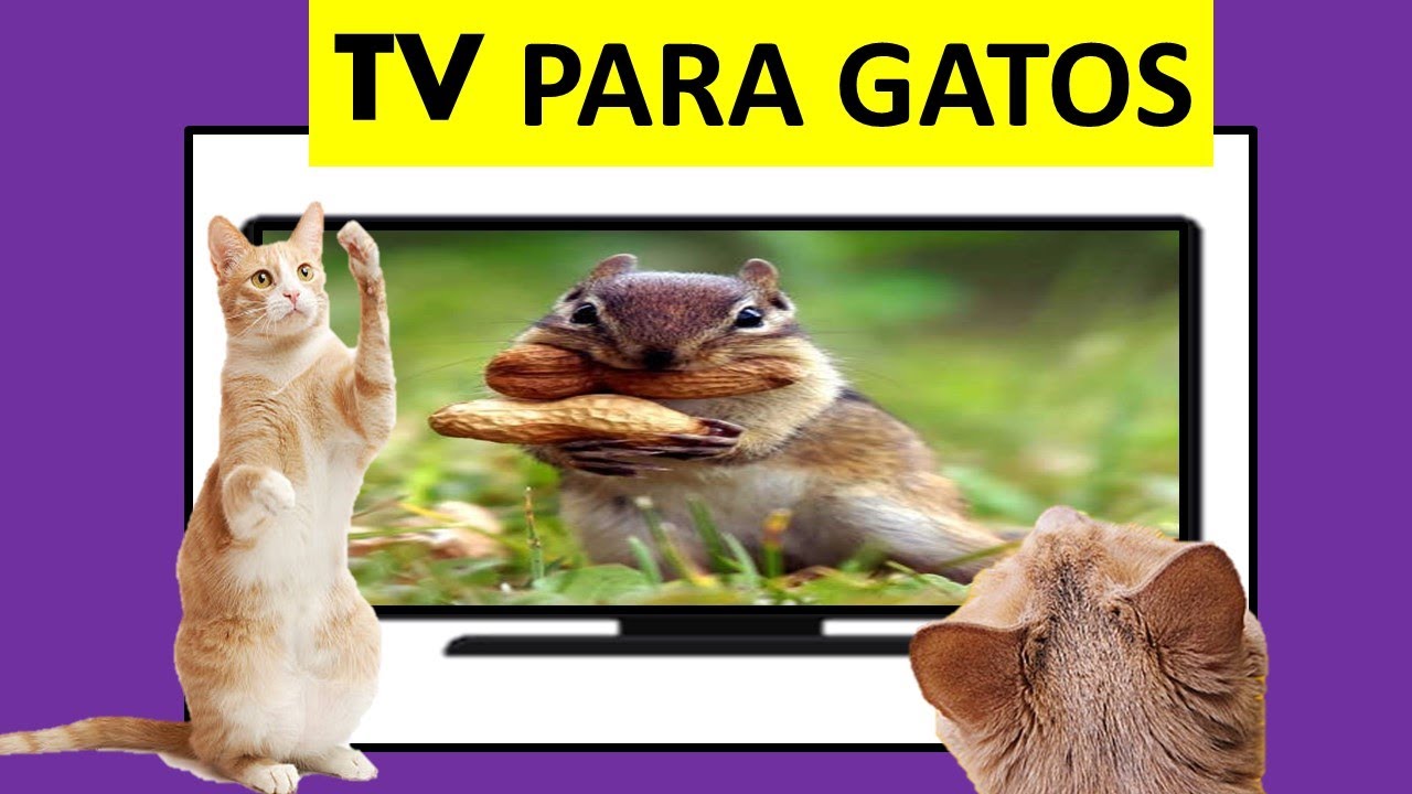 Vídeo para Gatos Assistir Passarinhos e Esquilos. Video para Distrair Gato.  Cat TV 