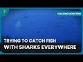 Hunting the giant trevally  chasing monsters  nature  adventure documentary