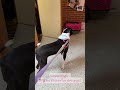 Sirius video