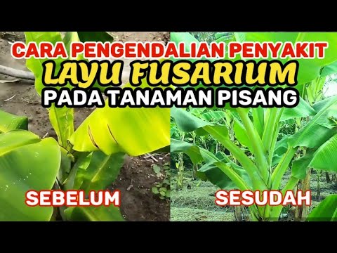 Video: Pengendalian Layu Fusarium Pada Pisang - Apa Gejala Layu Fusarium Pisang?