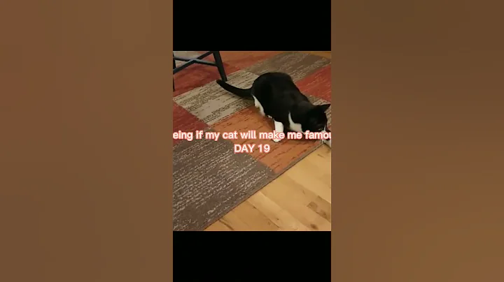 Seeing if my cat will make me famous DAY 18 #fyp #viral #trending #fypシ゚viral #CAT #CUTE #catcute