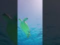 Turtle with light #fish #trending #turtlewatching #ocean #relaxing #cool #best #trend #scubadiving