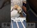 【猫から学ぶ】強き者へ挑む姿勢 #cat #子ネコ #好きな子猫 #保護猫