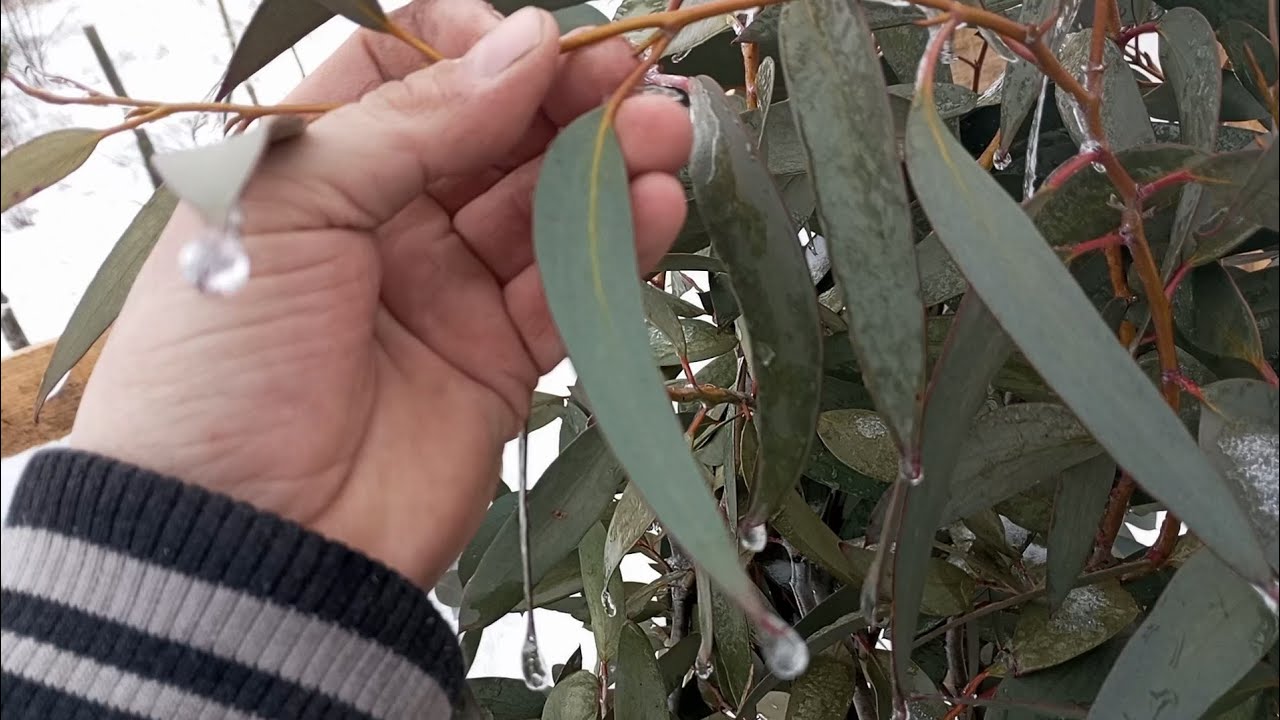 (364) Эвкалиптовые деревья на участке - еженедельное измерение температуры + состояние ящиков с п...