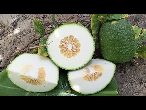 chinese citron