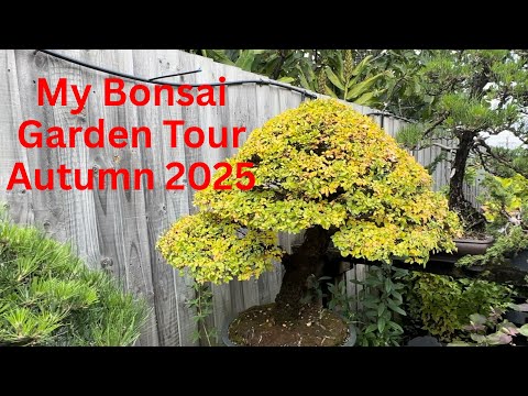 邦楽 banbi sound garden sumika 338769167.jpg?1515667561