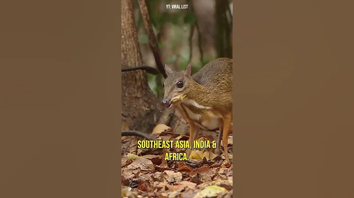Have You Heard of a Mouse-Deer? │CUTE Animals - DayDayNews