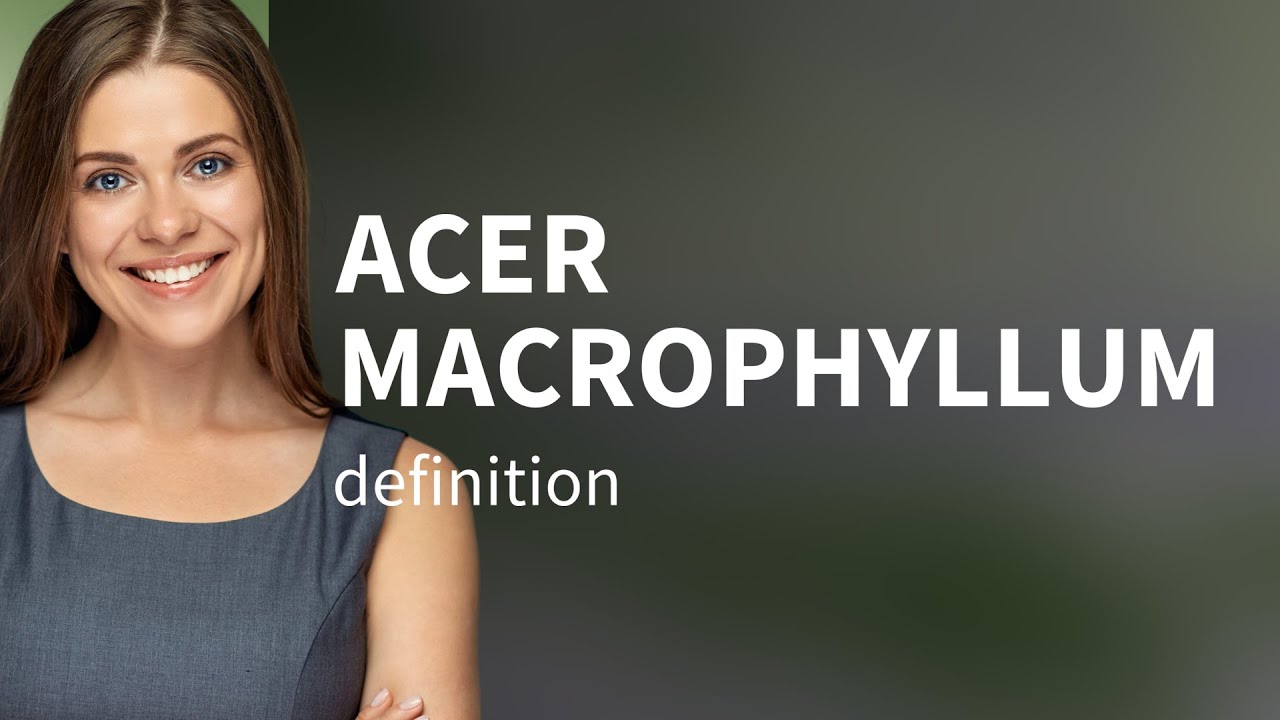 Acer macrophyllum • ACER MACROPHYLLUM meaning
