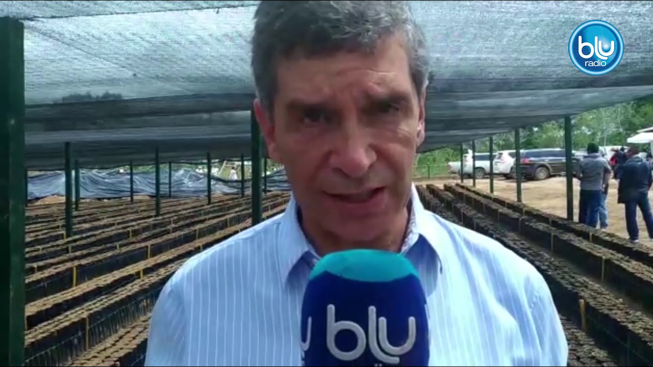 Rafael Pardo habla sobre cómo avanza la sustitución de cultivos ilícitos en el Guaviare | Blu Radio elnest