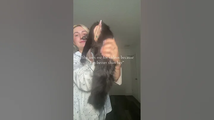 Video 8959161: mainecoonkitten britishshorthair, britishshorthair scottishfold, mainecoons mainecoonkitten, cattery britishshorthair, britishshorthair cat love