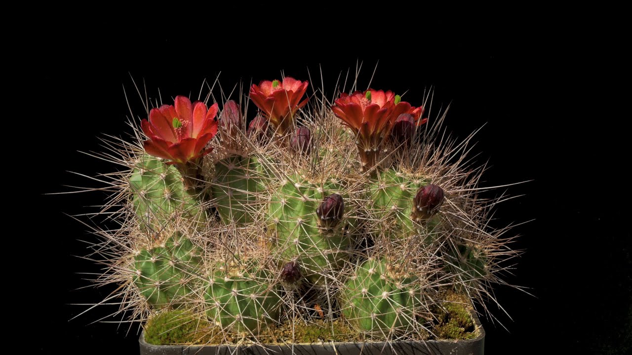 Echinocereus bakeri, USA, Arizona, Mohave County