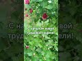 Мир прекрасен! Вот -вот и октябрь уйдет в историю! #хризантема