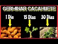 🥜 GERMINA CACAHUETES RÁPIDO Y con ÉXITO | Como Germinar maní | Cultivo del Cacahuate Caguate