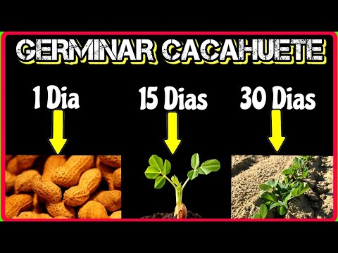Video: ¿Cómo crecen los cacahuetes? Cultivo de cacahuetes en el jardín de una casa