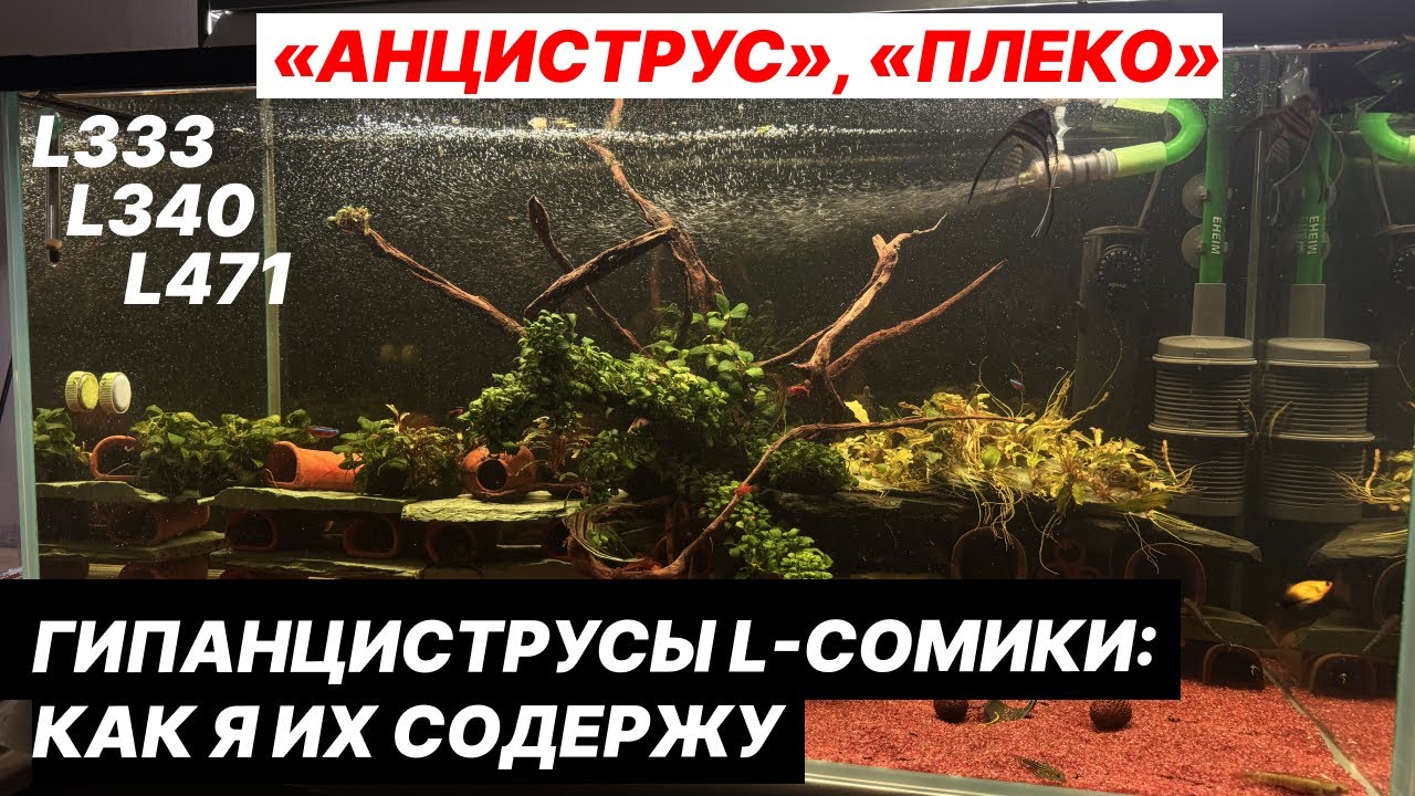 Гипанциструсы L-сомики: как я их содержу L340 L333  L471 «анциструс», «плеко»
