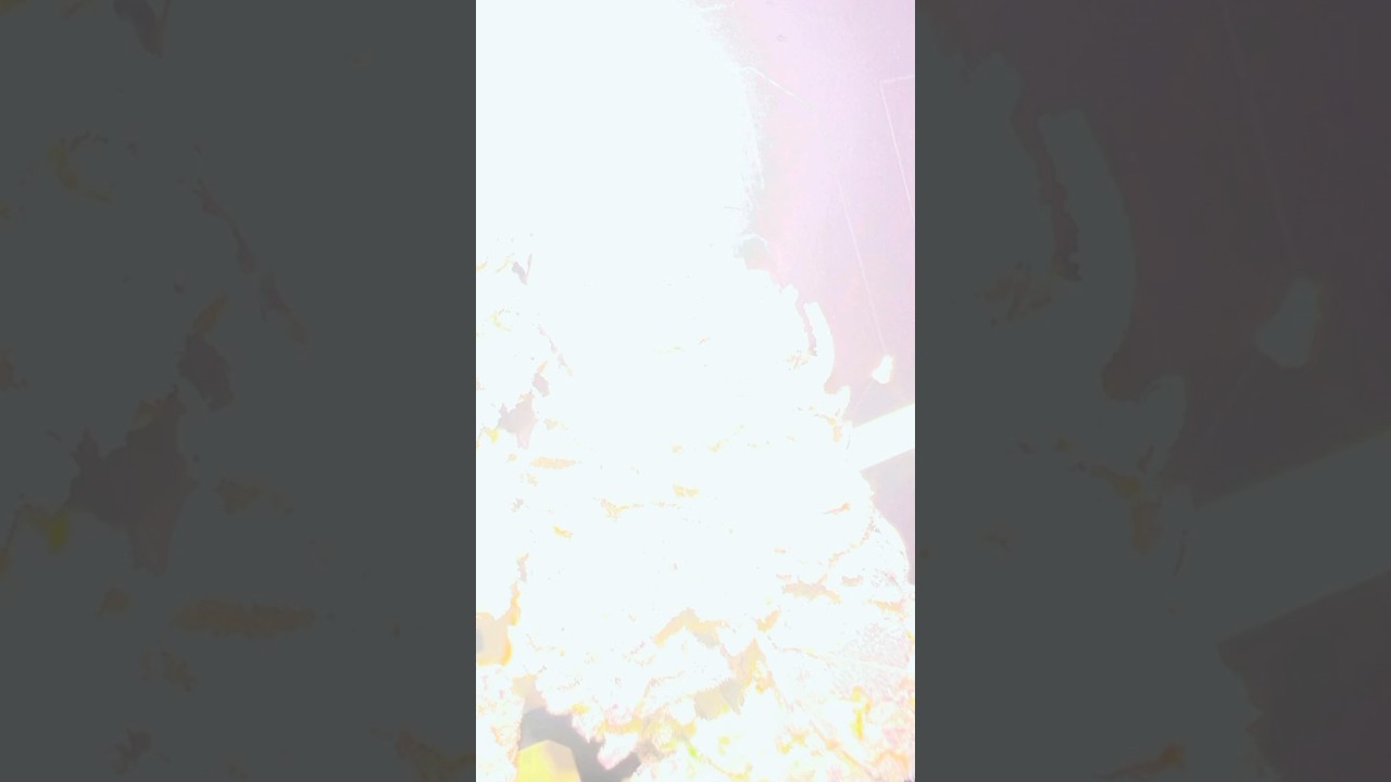 Gorilla Glue faster-BSF Seeds