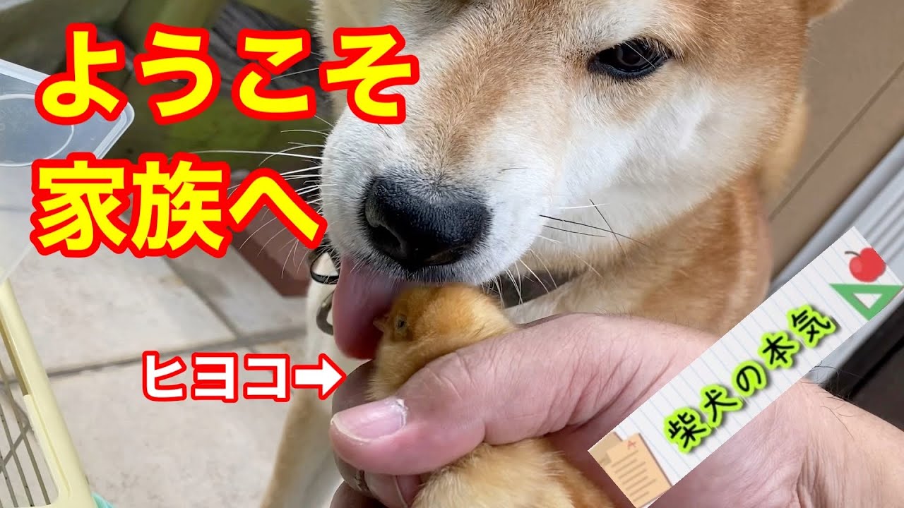 ☆柴犬&ひよこ☆