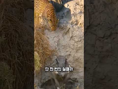 도망치던 멧돼지, 굴을 버렸습니다