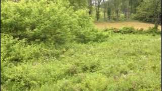 Open Area By Creek_Parcel 1.MOV