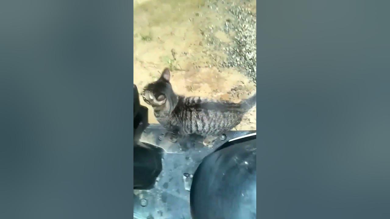 kucing ekor panjang - YouTube