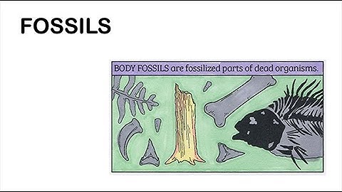 Fossils