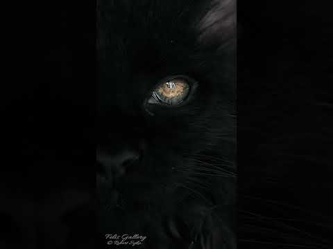 The Window to the Soul.