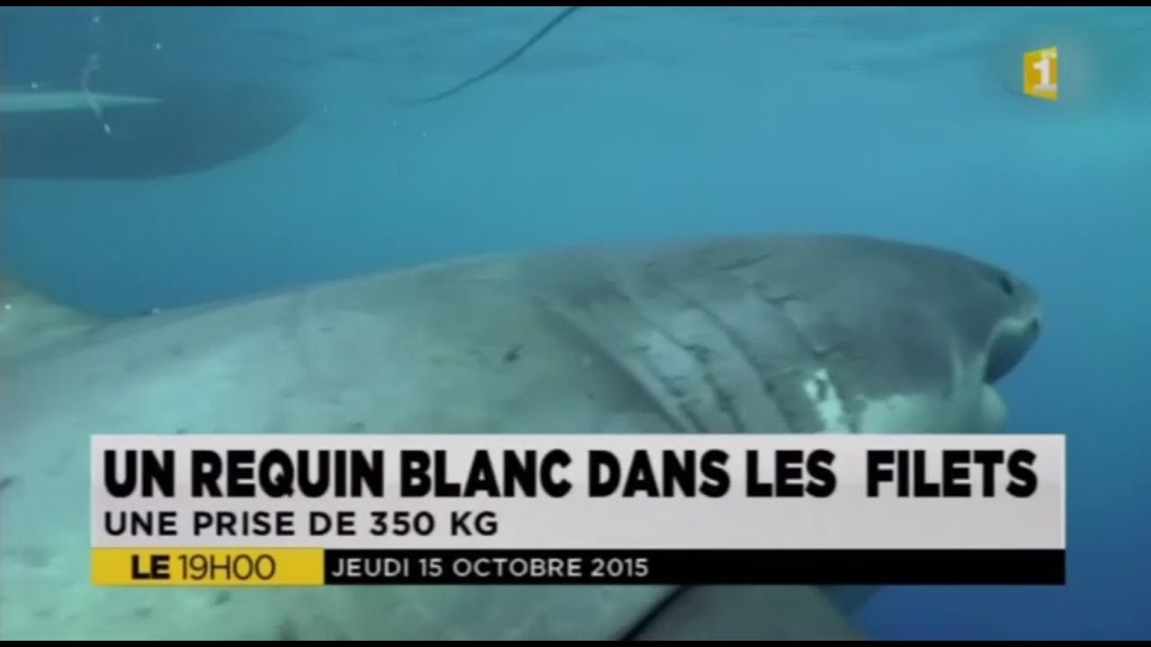 Sur les traces des requins blancs de l'Atlantique canadien | Radio-Canada