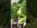 23 cyclosporiasis cases confirmed in SC as shredded lettuce recall hits 27 states