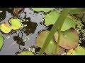 お風呂にメダカの親子