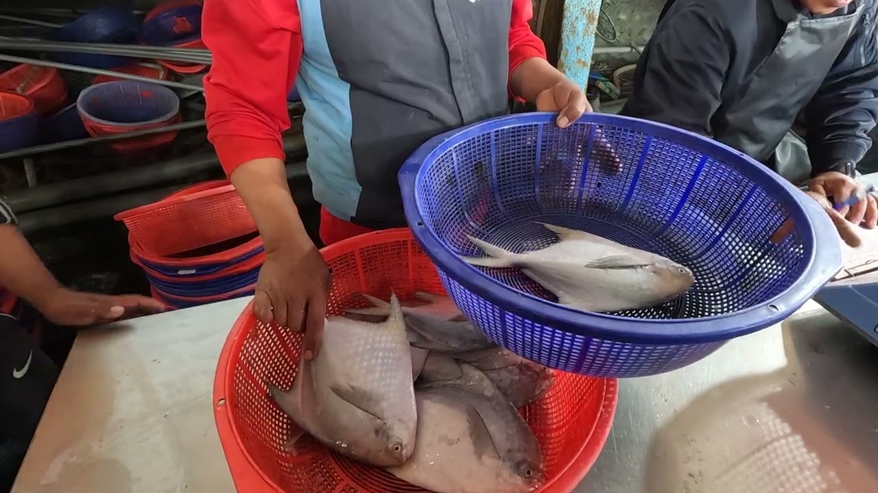 Insane Fish Market Frenzy! Locals Go WILD for Fresh Catch Before Dawn – You Won't Believe the Prices