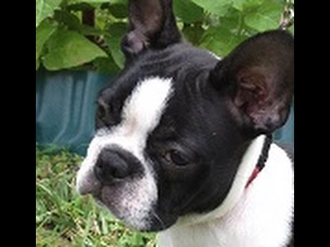 Videó: Bostoni Terrier Fajtájú Hipoallergén, Egészségre és életre Szóló Fajta