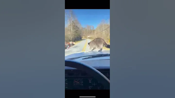 Suicide Trash Panda.