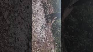 Dieu Taon Sau Duc Than,Ba Con Cat Lam Cui Het