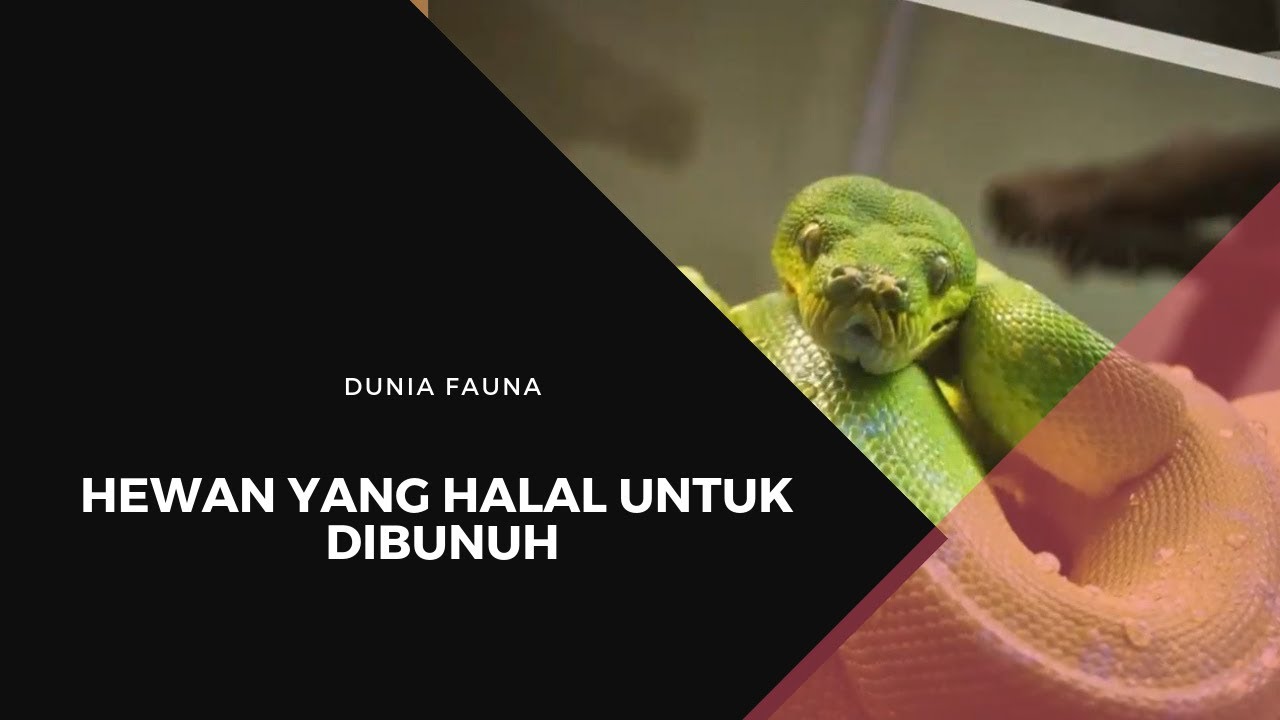  Hewan  Yang  Halal  Untuk Dibunuh Dunia Fauna YouTube