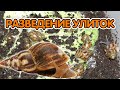 #2 Улитки ахатины - размножение. Разведение улиток в домашних условиях