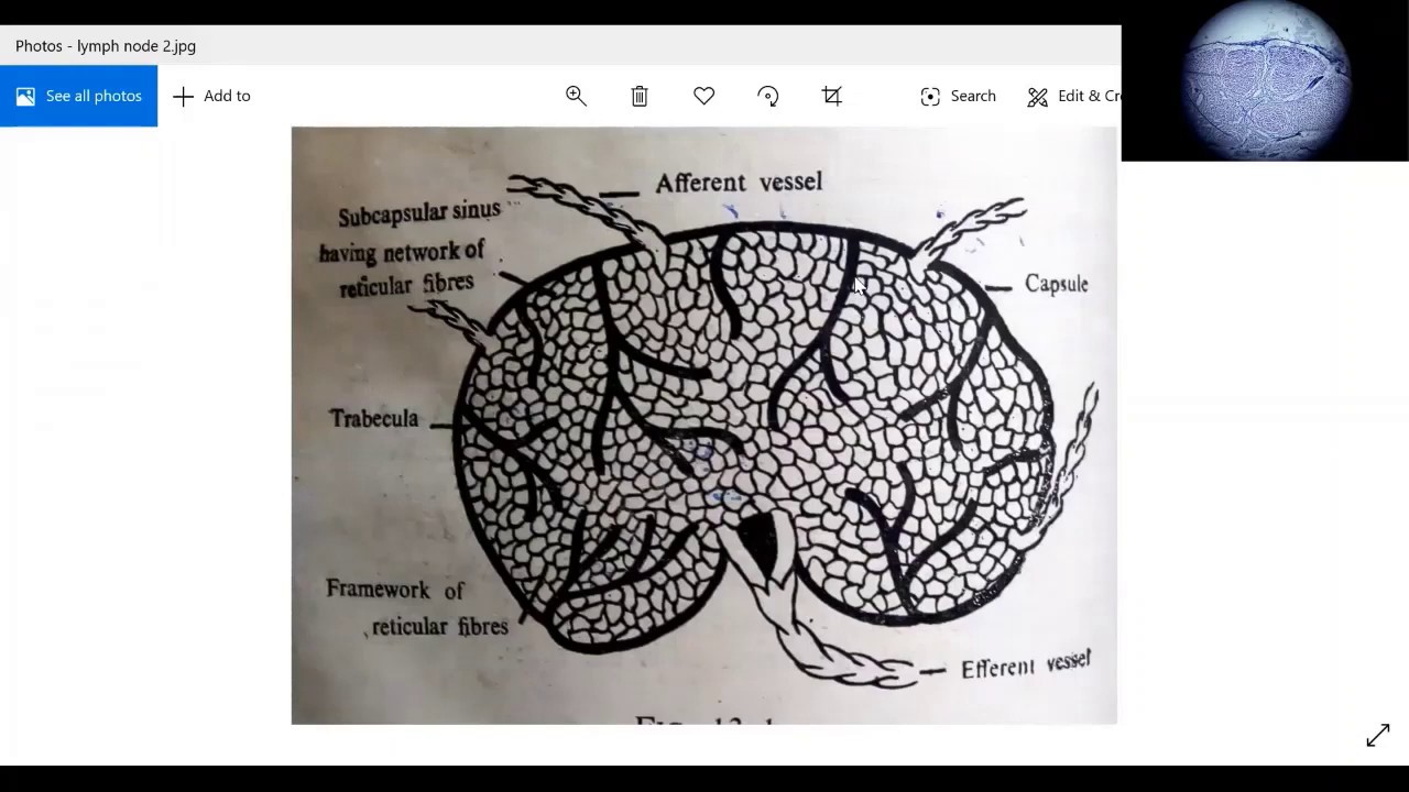 LYMPH NODE - YouTube
