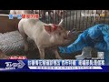 追是否混到美國豬? 專家:可驗豬肉脂肪酸｜TVBS新聞 @TVBSNEWS01