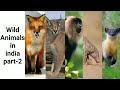 Wild Animals In India | Part-2