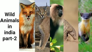 Wild Animals In India Part-2