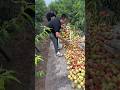 We are very happy to collect the peaches from the garden | Delicious Sweet peaches#shorts
