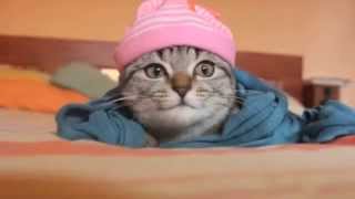 kittybiome Kickstarter campaign video