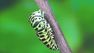 Vòng đời của bướm