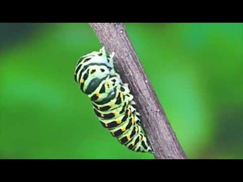 Video: Ấu trùng bướm đêm trong nhà: chúng trông như thế nào, chúng bắt đầu từ đâu và làm thế nào để loại bỏ chúng?