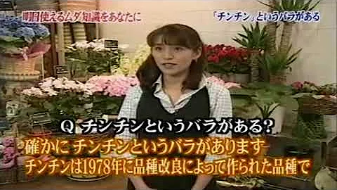 インタビュー チンチンと言う薔薇